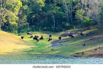 Thekkady Lake Periyar